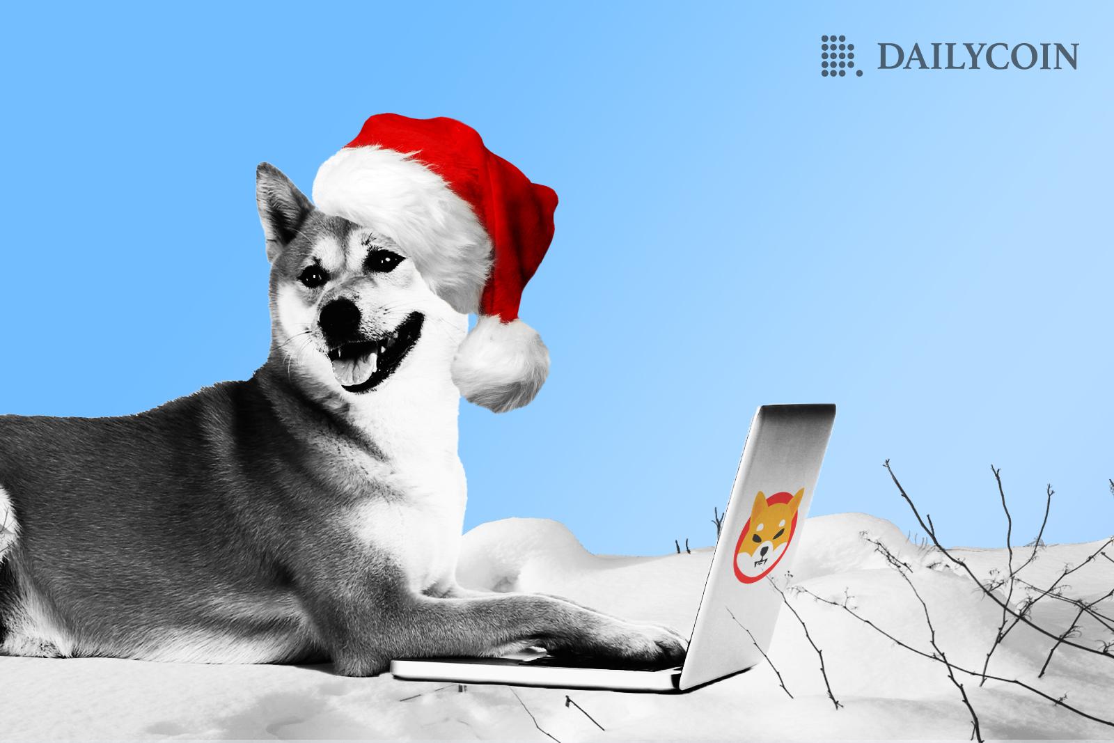 柴犬送上圣诞祝福，普莱斯进入冬眠