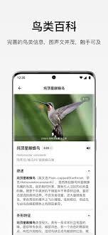 给鸟类看病时兽医听诊器放哪部位