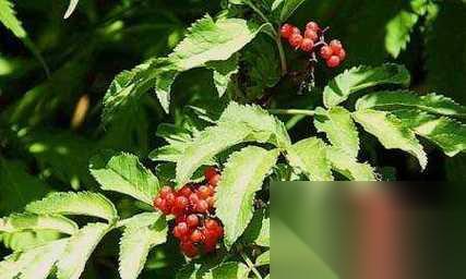 游戏中节省草药费用的方法 教你怎么在游戏中省钱购买草药